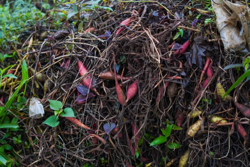 Designed to Disappear: What Really Happens When Your Clothes Compost