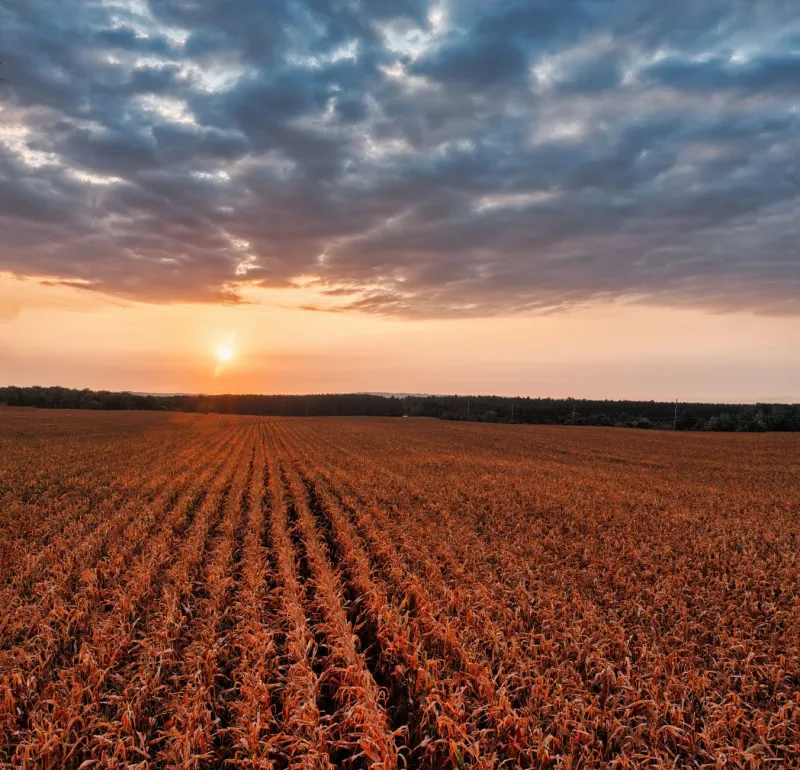Dirt, Denim, and a Second Chance: Inside the Farms Rebuilding American Fiber