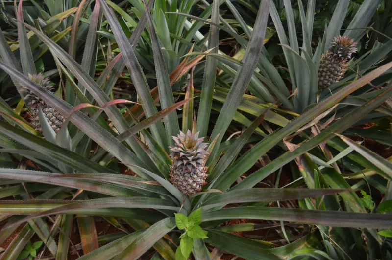 From Field to Fiber: The Leftover Crops Quietly Reshaping American Style