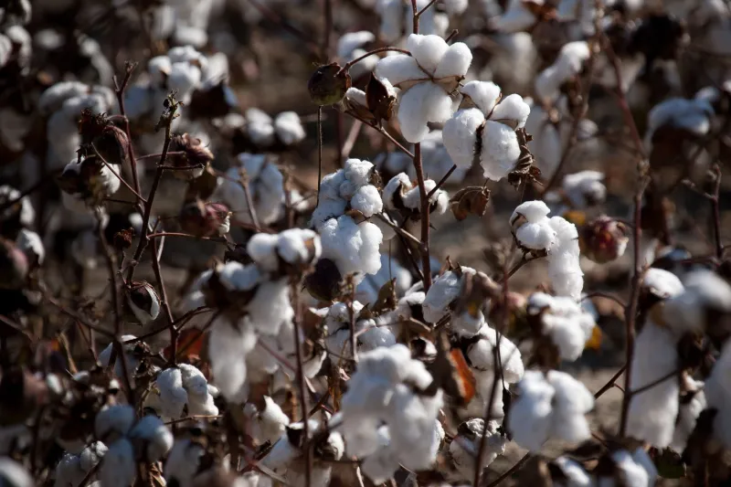 One Shirt, Zero Secrets: Following a Stem-Fiber Tee From Harvest to Hanger